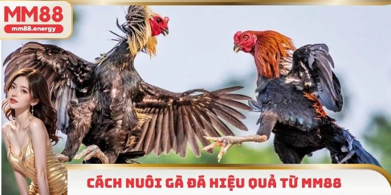 Bí kíp nuôi và chăm sóc gà hiệu quả từ MM88