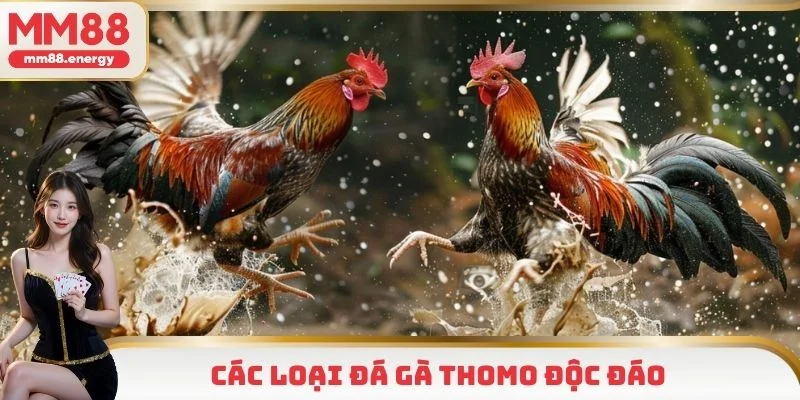 Các thể loại đá gà Thomo độc đáo chỉ có tại nhà cái