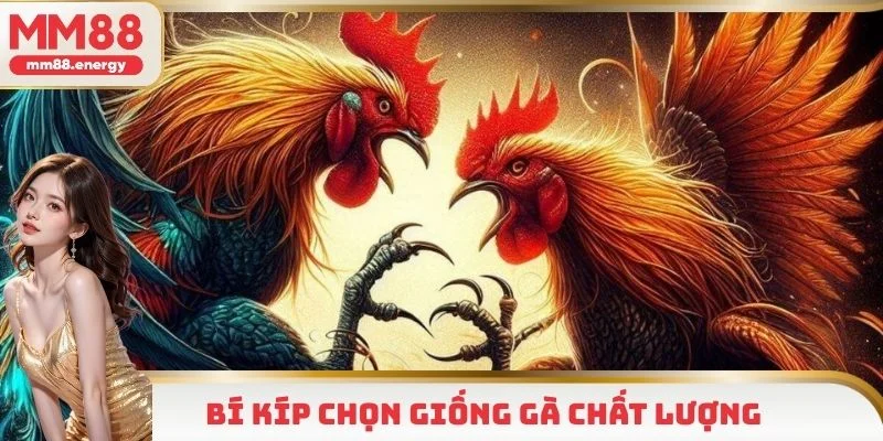 Chọn giống trước khi áp dụng cách nuôi gà đá MM88