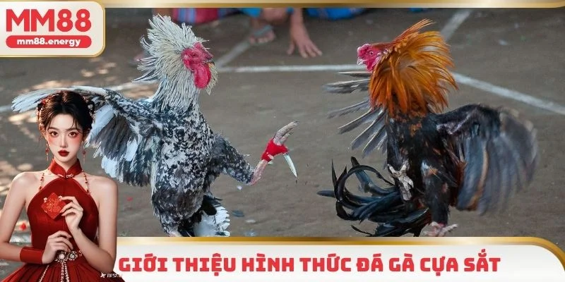 Đá gà cựa sắt - Hình thức sôi động, kịch tính