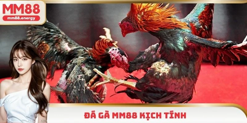 Đá gà MM88