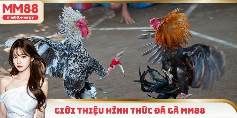 Đá gà MM88 sân chơi uy tín chất lượng