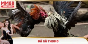 Đá gà Thomo