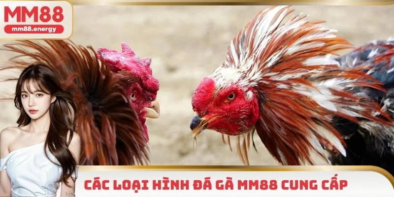 Hai loại hình đá gà MM88 không nên bỏ lỡ