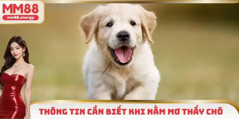 Khái quát thông tin cần biết khi nằm mơ thấy chó