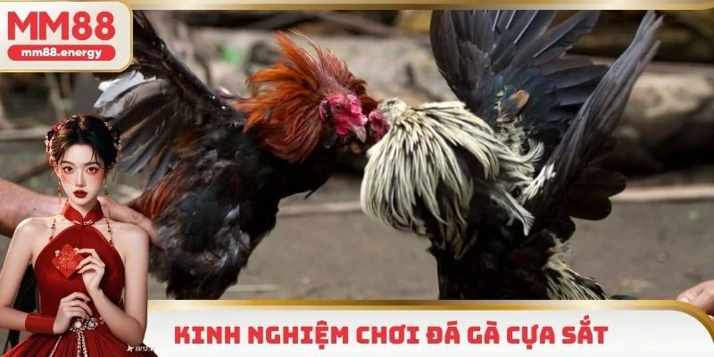 Kinh nghiệm chơi cựa sắt bất bại từ chuyên gia