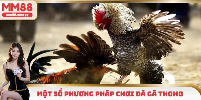 Một số phương pháp, mẹo hay cho hội viên chơi đá gà
