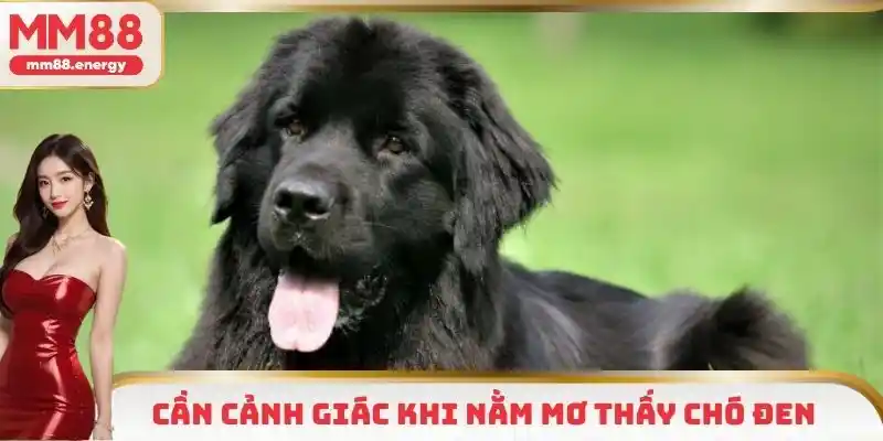 Người chơi cần cảnh giác khi nằm mơ thấy chó đen