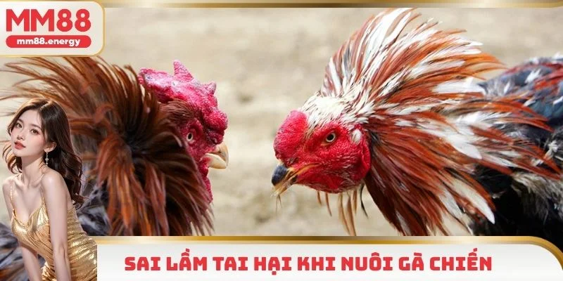 Sai lầm tai hại ảnh hưởng tới chất lượng chiến kê