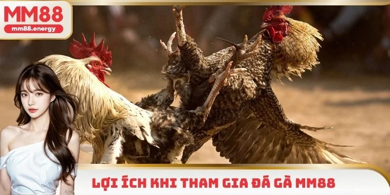 Tham gia đá gà MM88 sở hữu nhiều lợi ích