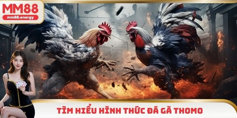 Thông tin cơ bản bạn cần biết về đá gà Thomo