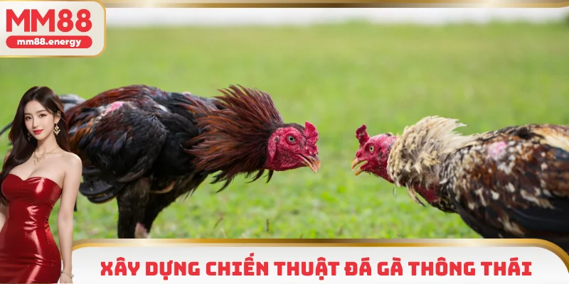 Xây dựng chiến thuật đá gà thông thái